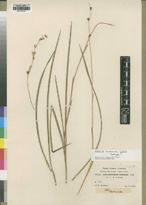 Gladiolus lundaensis Goldblatt - BM000922043