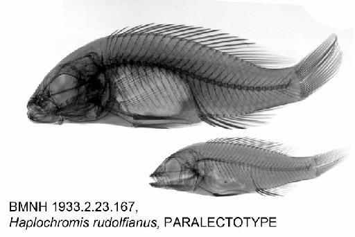 Haplochromis rudolfianus Trewavas, 1933 - BMNH 1933.2.23.167, Haplochromis rudolfianus, PARALECTOTYPE, Radiograph