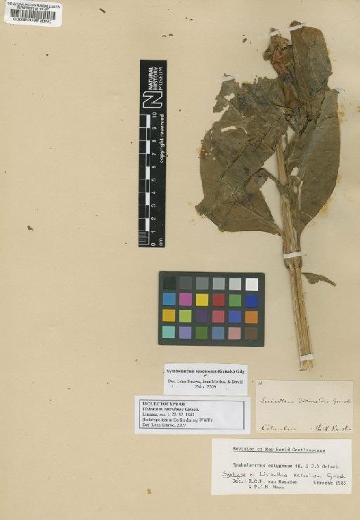 Symbolanthus vasculosus (Griseb.) Gilg - BM000582086