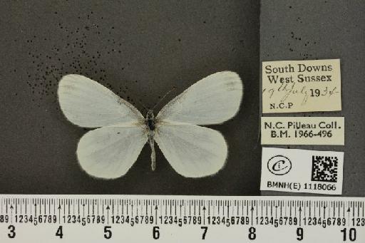 Leptidea sinapis sinapis Linnaeus, 1758 - BMNHE_1118066_73242