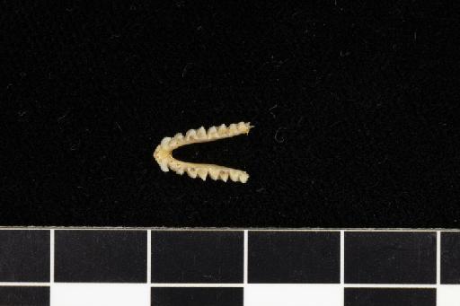 Rhinolophus ferrumequinum proximus Andersen,  1905 - 1881_3_1_10-Rhinolophus_ferrumequinum_proximus-Holotype-Skull-mandible-occlusal