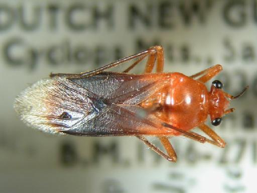 Astacops nigripectus Scudder, 1963 - Hemiptera: Astacops Nig