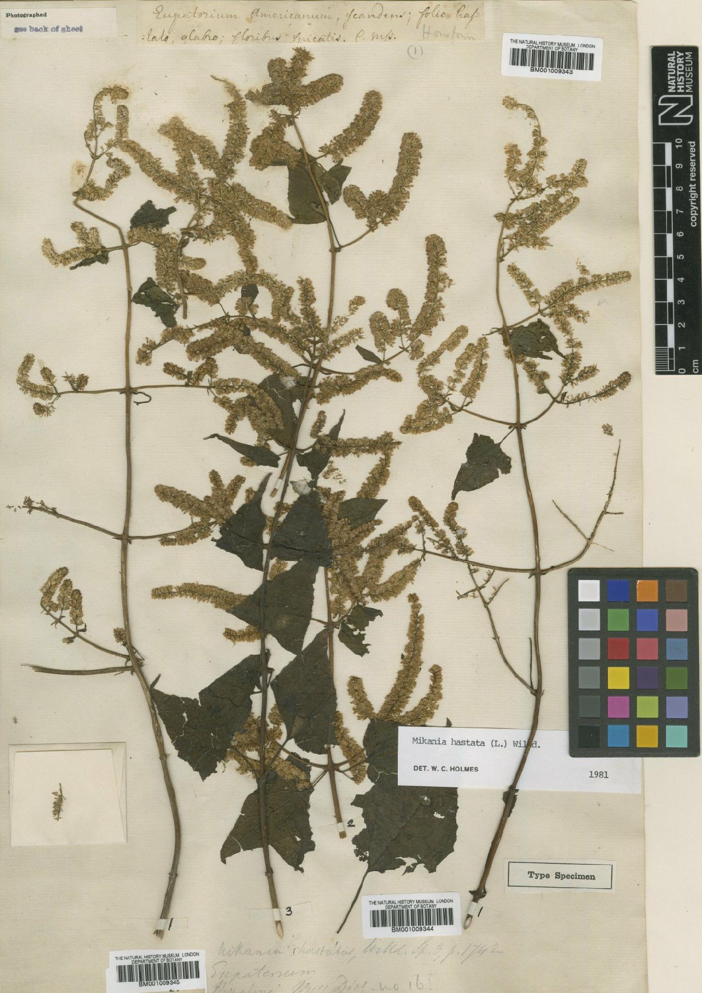 To NHMUK collection (Mikania hastata (L.) Willd.; TYPE; NHMUK:ecatalogue:573049)