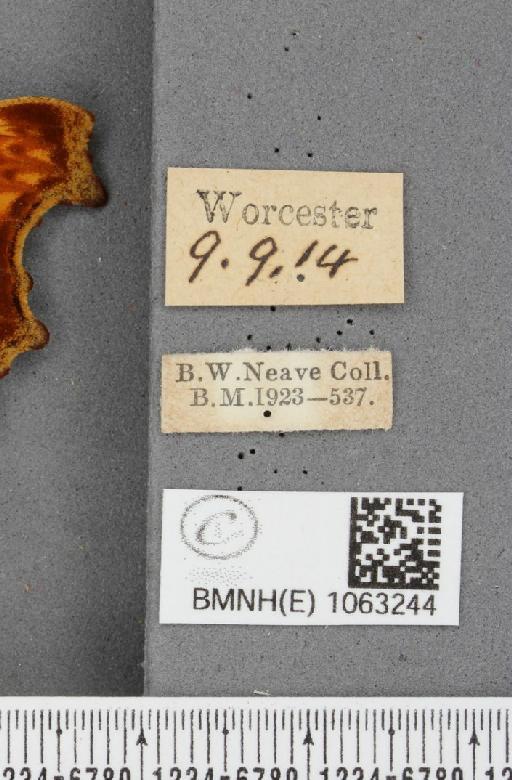 Polygonia c-album (Linnaeus, 1758) - BMNHE_1063244_label_24278