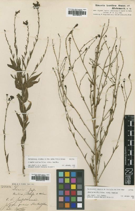 Linaria kurdica Boiss. & Hohen. - BM000997845