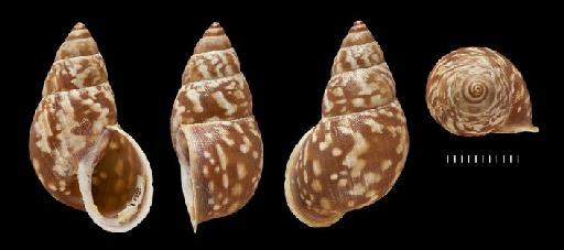 Bulinus versicolor Broderip, 1832 - 20100637, POSSIBLE SYNTYPES, Bulinus versicolor Broderip, 1832