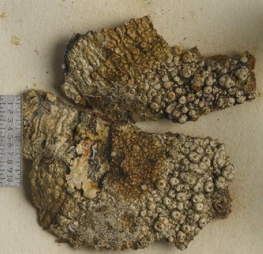 Phaeotrema jamaicensis Müll.Arg. - BM001106550_a