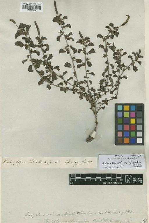 Acalypha anemioides var. eglandulosa Müll.Arg. - BM000939667