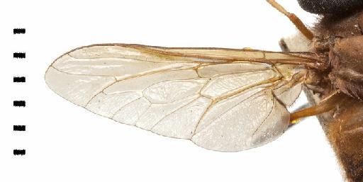 Pityocera (Elaphella) comprehensa (Walker) - Pagnonia comprehensa  wing