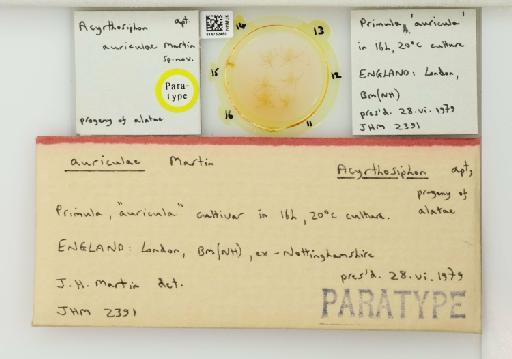 Acyrthosiphon auriculae Martin, 1981 - 014762480_112426_1092592_835815_Type