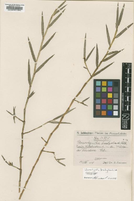 Glossorhyncha brachychaete Schltr. - BM000508992