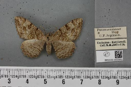 Alcis repandata repandata (Linnaeus, 1758) - BMNHE_1922083_477319