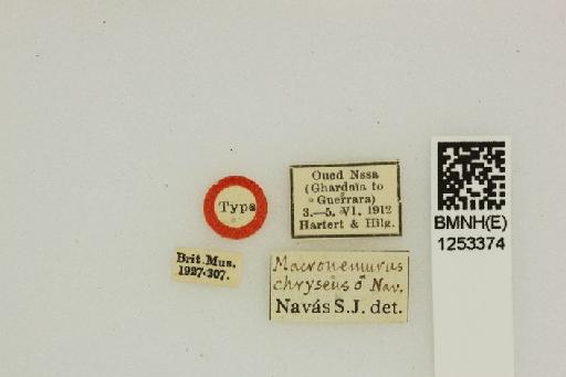 Cueta chryseus Navás - Macronemurus_chryseus-BMNHE_1253374-Holotype-labels