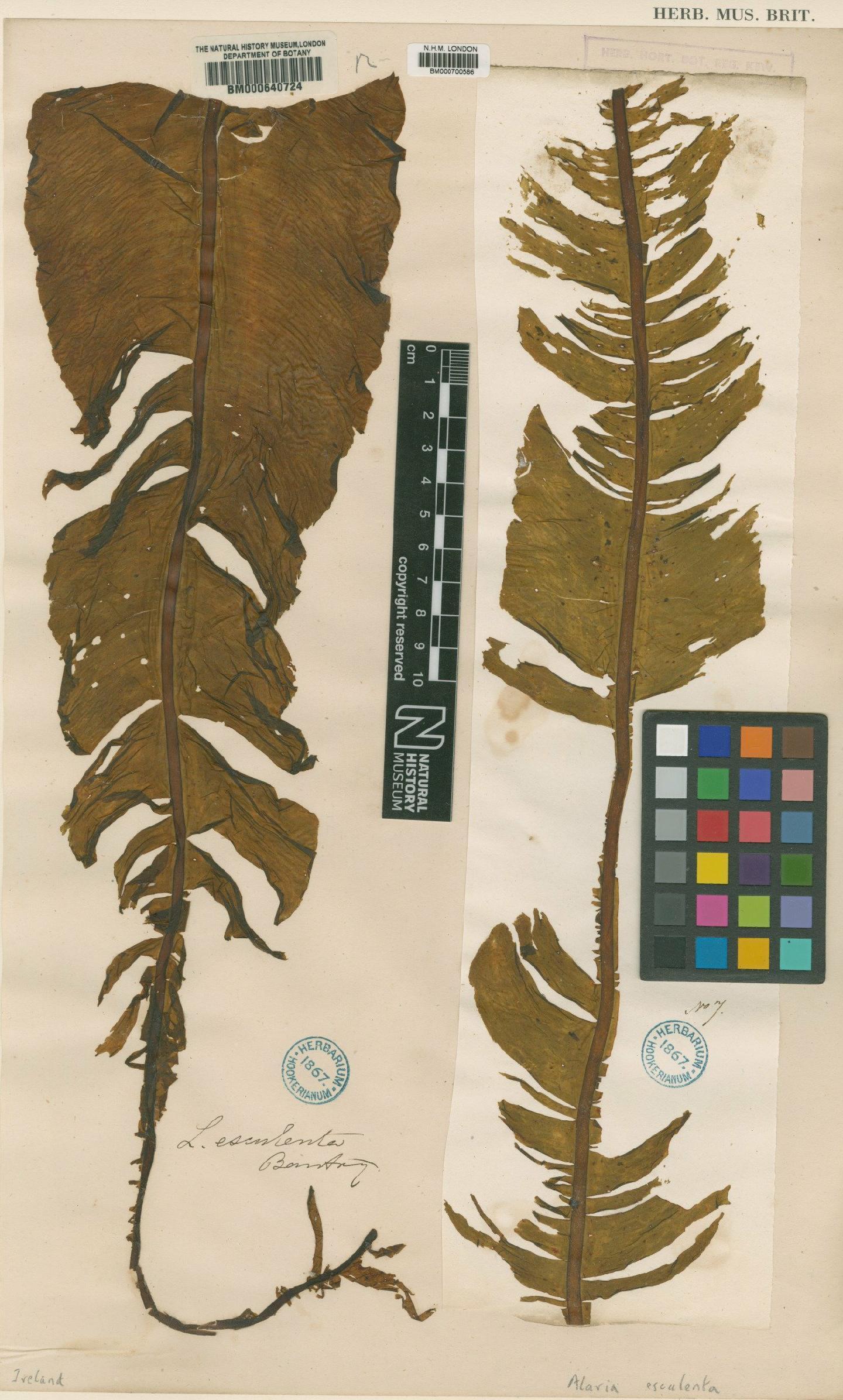 To NHMUK collection (Laminaria esculenta (L.) C.Agardh; NHMUK:ecatalogue:4735834)