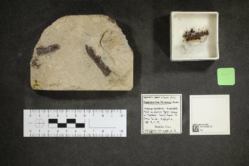 Theriosuchus pusillus Owen, 1879 - 010029979_L010093049