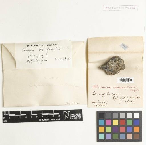 Caloplaca diplacia var. carneofusca (Nyl.) Zahlbr. - BM000974235
