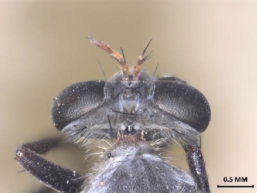 Anypodetus arachnoides Oldroyd, 1974 - 013445830_dorsal_head