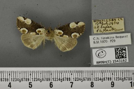 Thyatira batis (Linnaeus, 1758) - BMNHE_1543162_234783