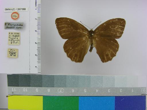 Taygetis euptychidia Butler, 1868 - BMNH(E)_1267099_Pseudodebis_(Taygetis)_euptychidia_Butler_T_male_ (1)