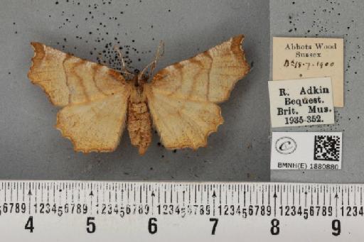 Selenia dentaria (Fabricius, 1775) - BMNHE_1880880_445904