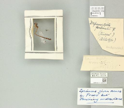 Drepanosticta fontinalis Lieftinck, 1937 - 013383757_dorsal