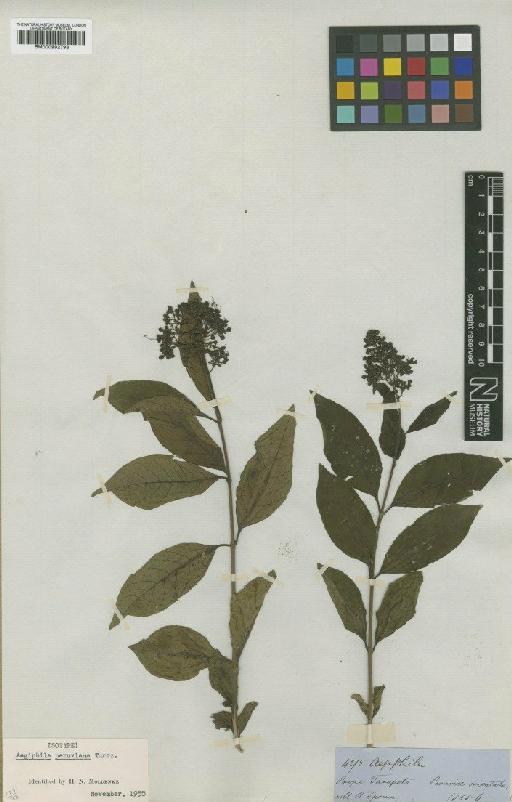 Aegiphila peruviana Turcz. - BM000992793