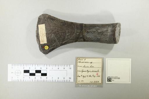 Plesiosaurus De la Beche & Conybeare, 1821 - 010031696_L010221586