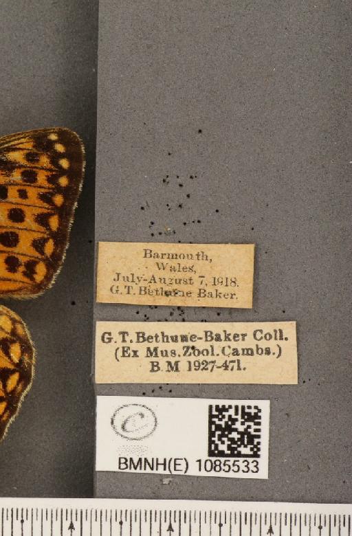 Argynnis aglaja (Linnaeus, 1758) - BMNHE_1085533_label_54454