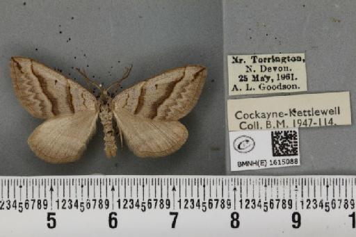 Scotopteryx mucronata umbrifera (Heydemann, 1925) - BMNHE_1615088_303938