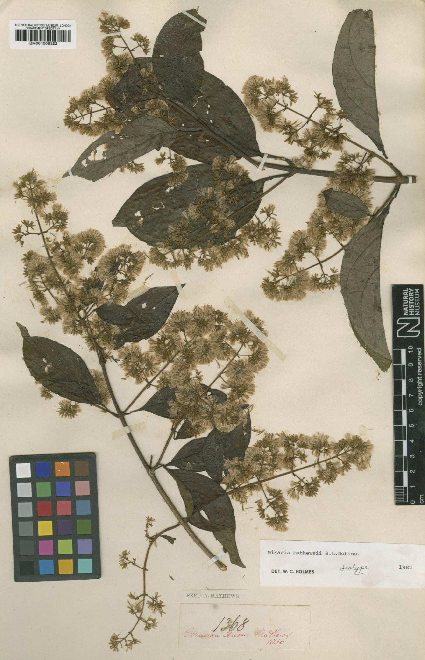 To NHMUK collection (Mikania mathewsii B.L.Rob.; Isotype; NHMUK:ecatalogue:572243)