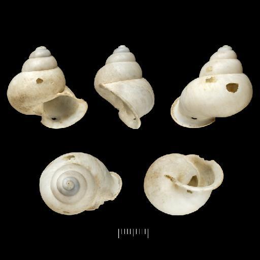 Helix antiqua A. Adams & Reeve, 1850 - 20200006, PROBABLE SYNTYPE, Helix antiqua A. Adams & Reeve, 1850