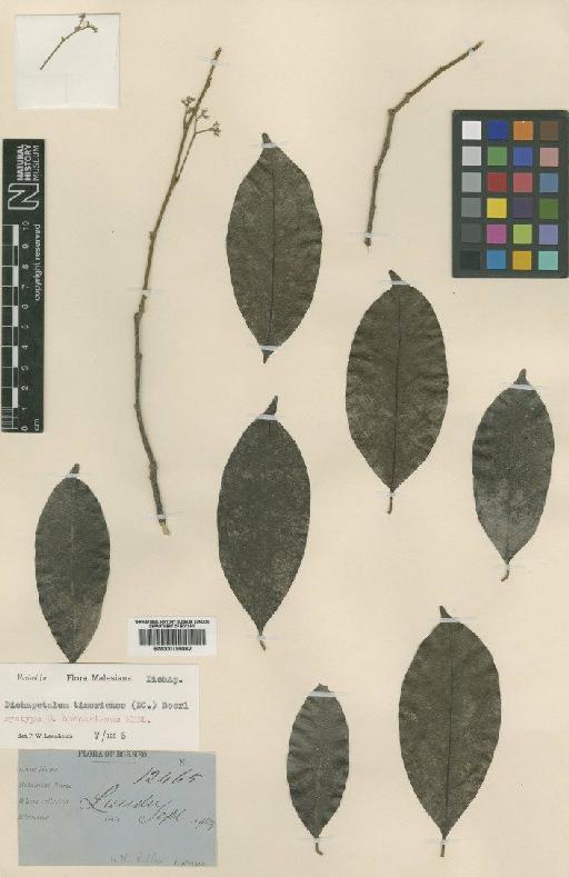 Dichapetalum timoriense (DC.) Boerl - BM000799862