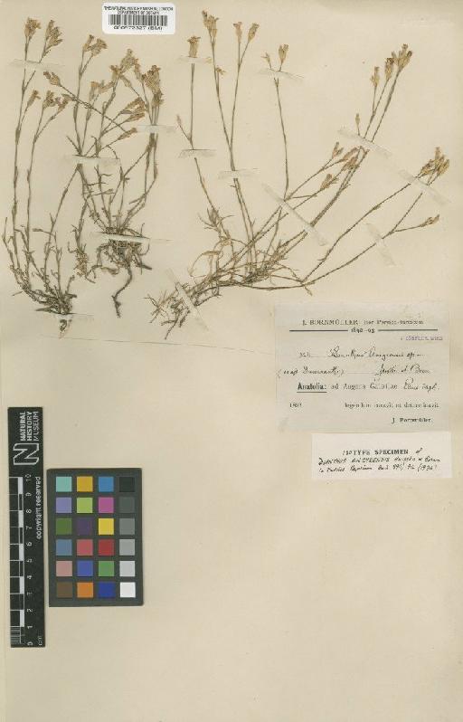 Dianthus ancyrensis Bornm - BM000572327