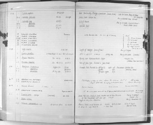 Cichlasoma nigrofasciatum (Günther, 1867) - Zoology Accessions Register: Fishes: 1961 - 1971: page 244