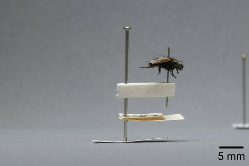 Sarcophaga (Myorhina) nigriventris Meigen, 1826 - 015091869_lateral