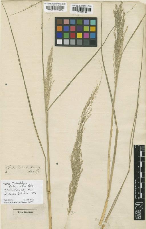 Leptochloa fusca subsp. fusca (L.) Kunth - BM000959484