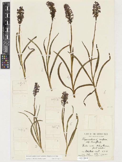 Gymnadenia borealis (Druce) R.M.Bateman, Pridgeon & M.W.Chase - BM001165509