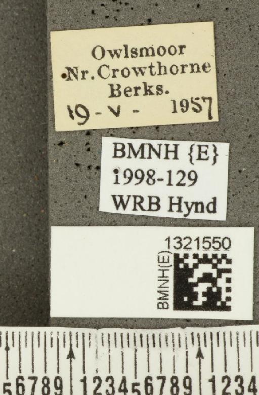 Lilioceris (Lilioceris) lilii (Scopoli, 1763) - BMNHE_1321550_label_11624