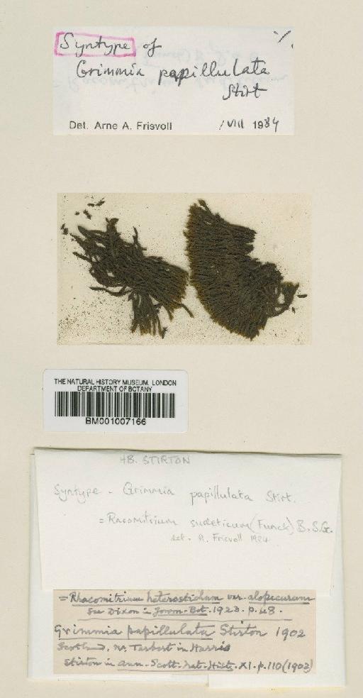 Racomitrium sudeticum (Funck) Bruch, Schimp. & W.Gümbel - BM001007166