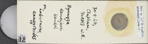 Agromyza demeijerei Hendel, 1920 - BMNHE_1504141_59229