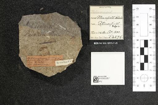 Palaeoniscidae Vogt, 1852 - 010033297_L010041068