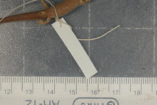 Chiropterotriton bromeliacea - Image of specimen 1946.9.6.37