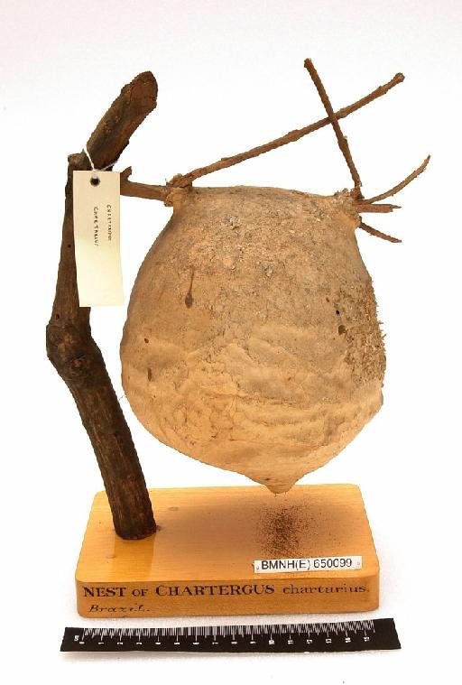 Chartergus chartarius (Olivier, 1791) - Hymenoptera Nest BMNH(E) 650099