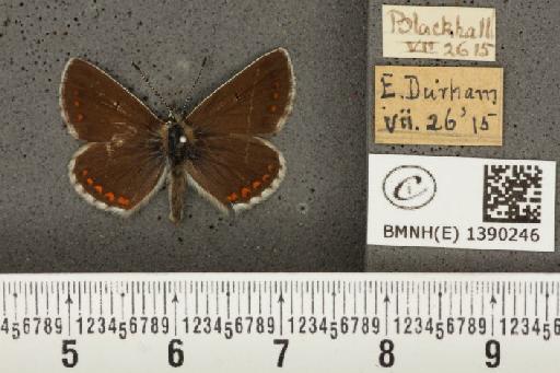 Aricia artaxerxes salmacis (Stephens, 1831) - BMNHE_1390246_180759