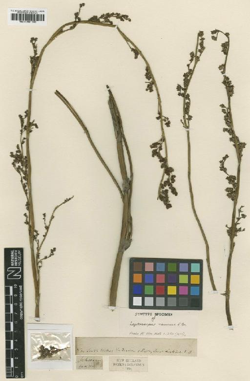Leptocarpus ramosus R.Br. - BM000991360