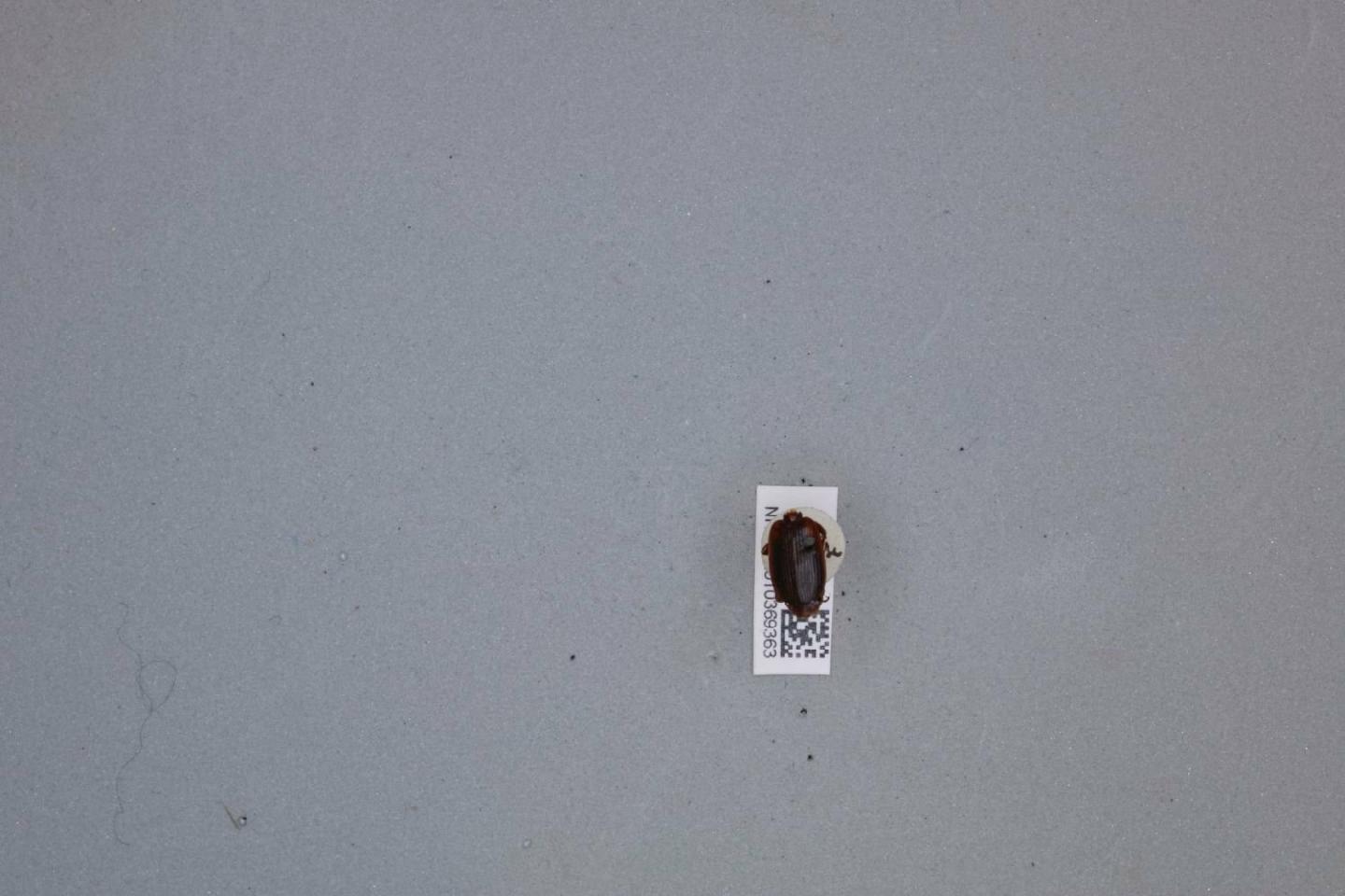 Cymindis binotata