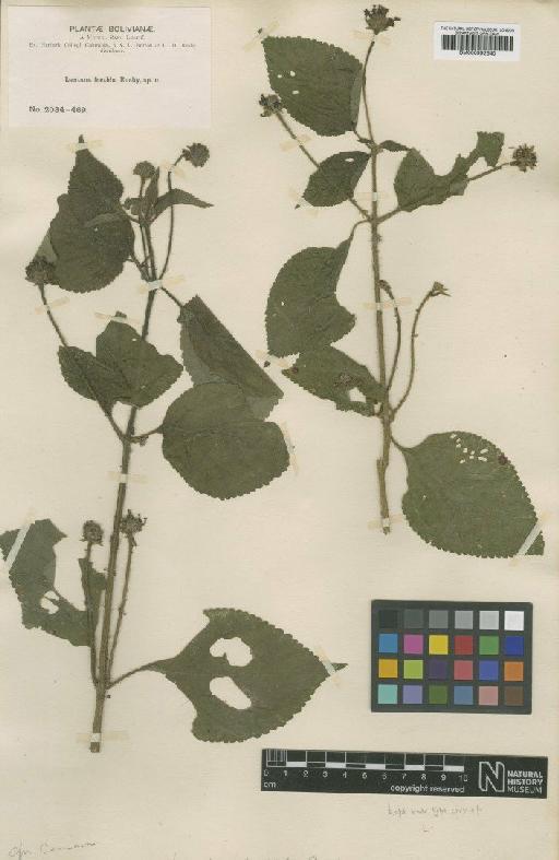 Lantana glutinosa Poepp. - BM000992640