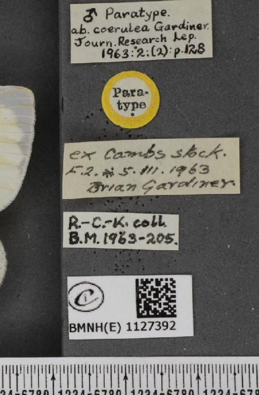 Pieris brassicae ab. coerulea Gardiner, 1963 - BMNHE_1127392_label_84579