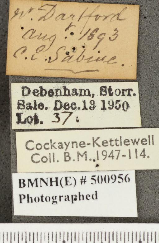 Lycaena phlaeas eleus ab. obliterata Scudder, 1889 - BMNHE_500956_label_108920