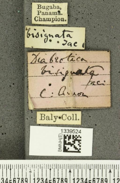 Acalymma bisignatum (Jacoby, 1887) - BMNHE_1339524_label_23316